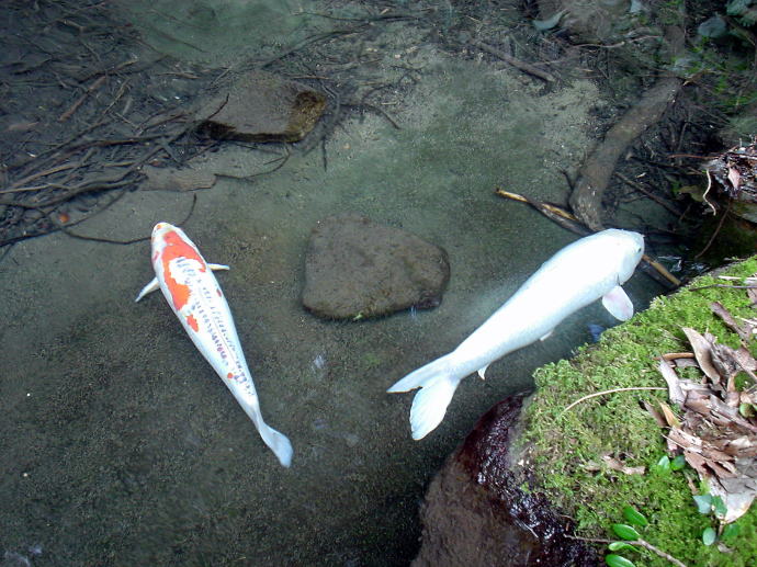 大滝温泉　天城荘【温泉奉行所】