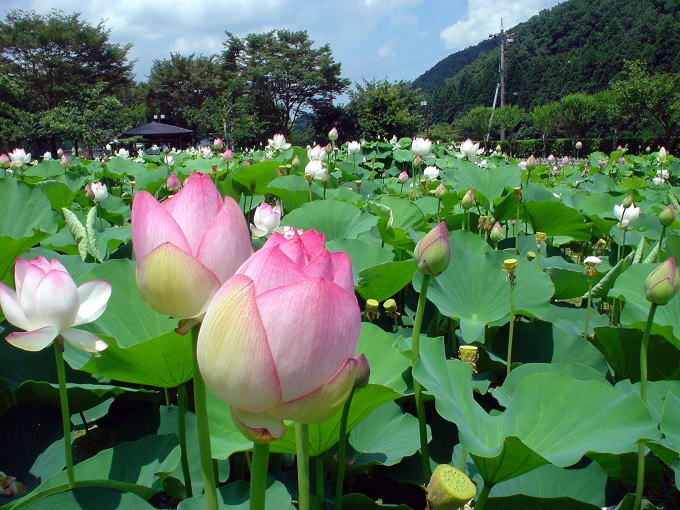 �Ԃ͂�����@���܂�܁y�����s���z