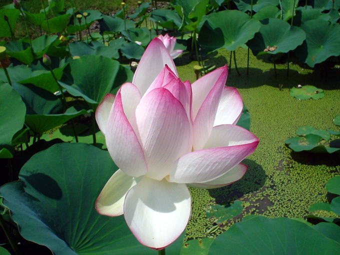 �Ԃ͂�����@���܂�܁y�����s���z