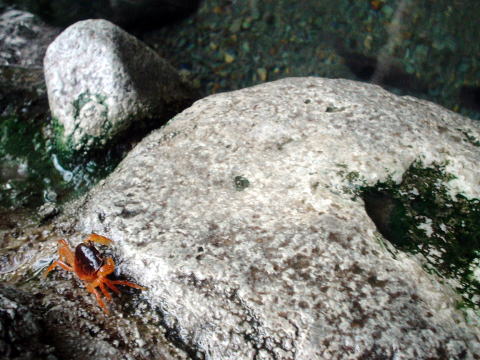 �啪���@�w�r�񓒁y�����s���z