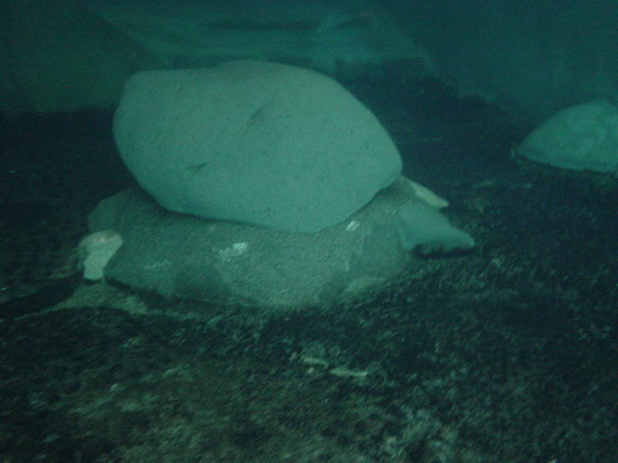 甲子温泉　旅館大黒屋【温泉奉行所】