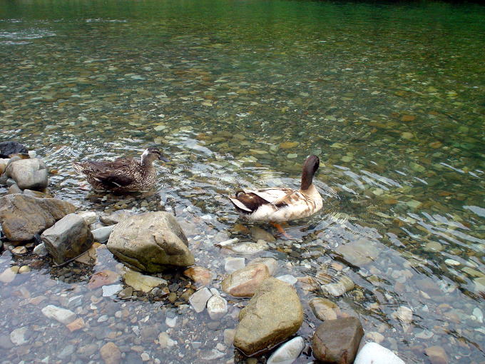 �쓒����@�͌��̖�V���C�y�����s���z