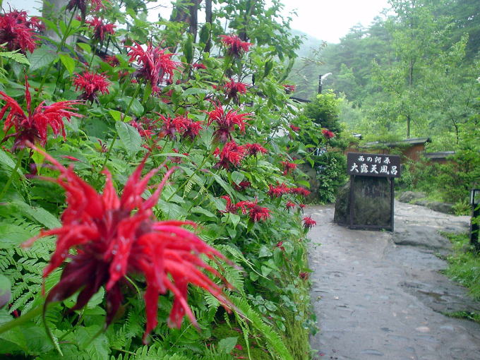 ���É���@���̉͌��I�V���C�y�����s���z