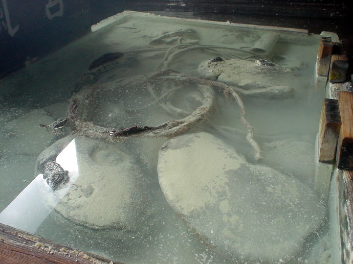 ��������@���̉ԗ��فy�����s���z