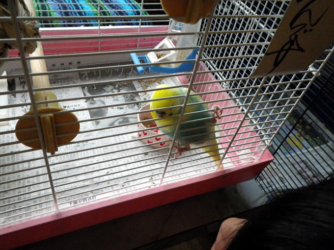 �۔����u����y�����s���z