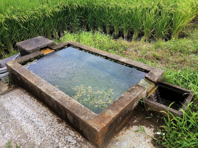 �쐢�p�O�ꉷ��y�����s���z