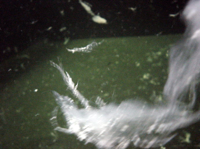 野沢温泉　河原湯【温泉奉行所】