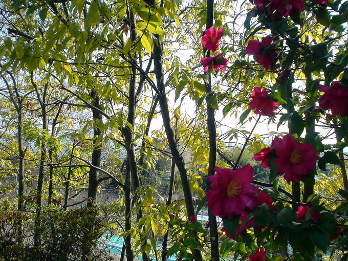 �����Ɖ���@�����̘b�Y�R���y�����s���z