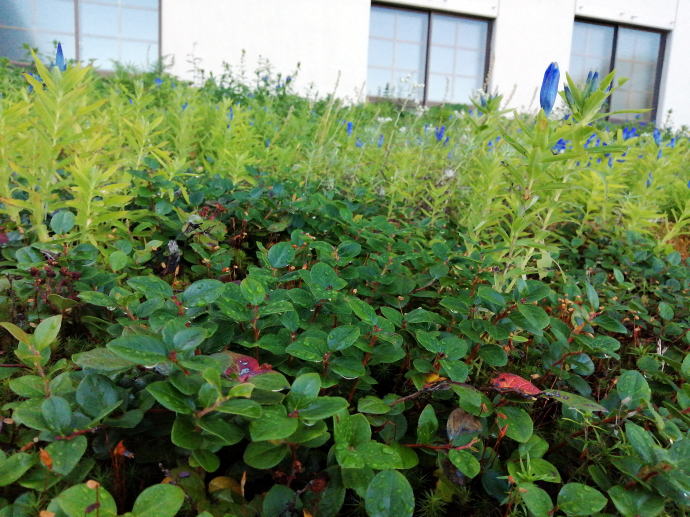 蓮華温泉　総湯【温泉奉行所】