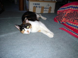 �Տ�l���� ���h500�}�C���y�����s���z