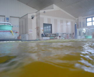 �V�R����鎭�̓��@���b�N�̓�