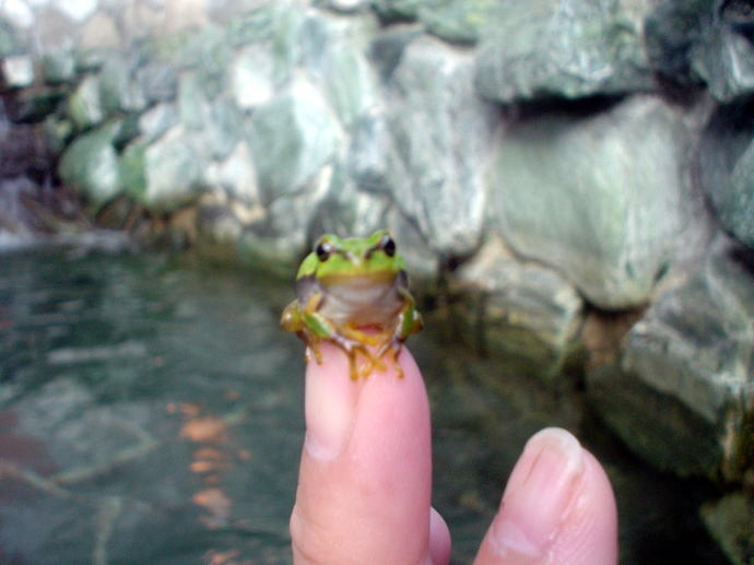 �Ɋy���R����@�A���J�f�B�A�r���b�W�y�����s���z