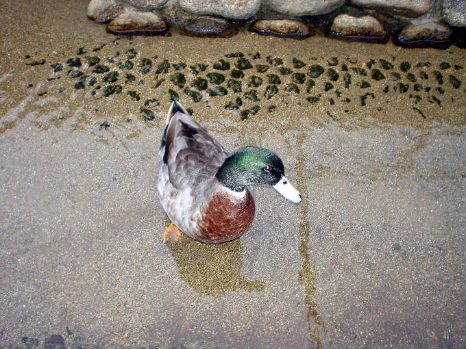 ��R�c����@����т́y�����s���z