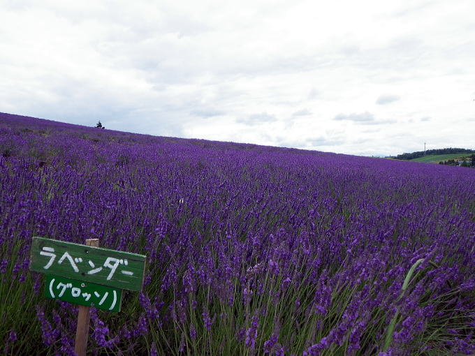 ���m������@�n�C�����h�ӂ�́y�����s���z