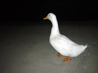 鶴の湯温泉【温泉奉行所】