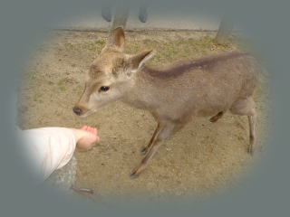 �킩�������� �}�u�������̊�