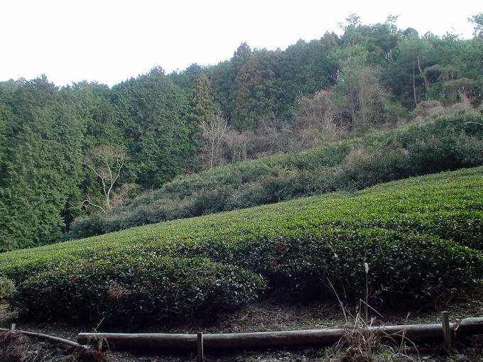 �����J�z��y�����s���z